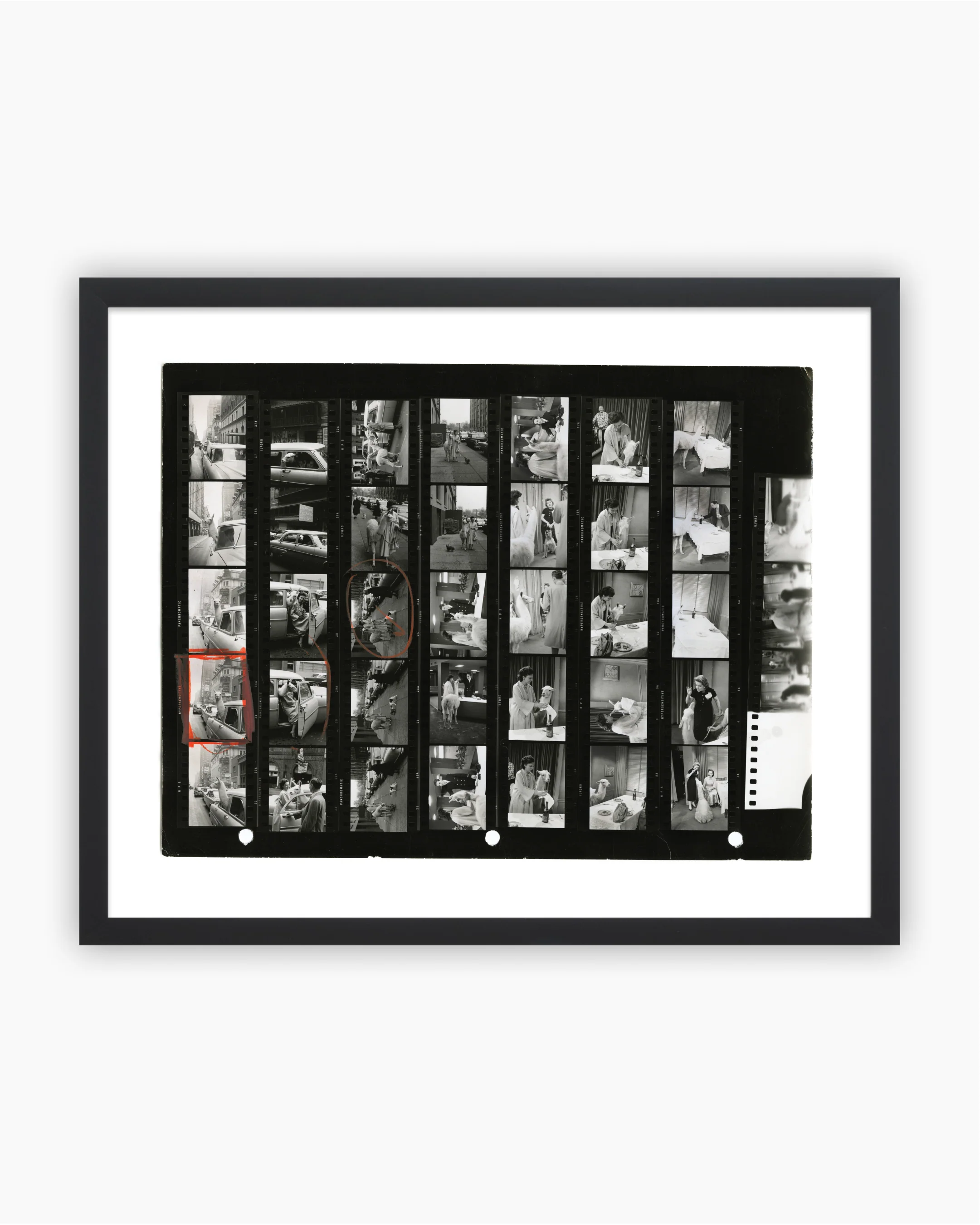Contact Sheet Print: A Llama in Times Square, 1957 - Image 3