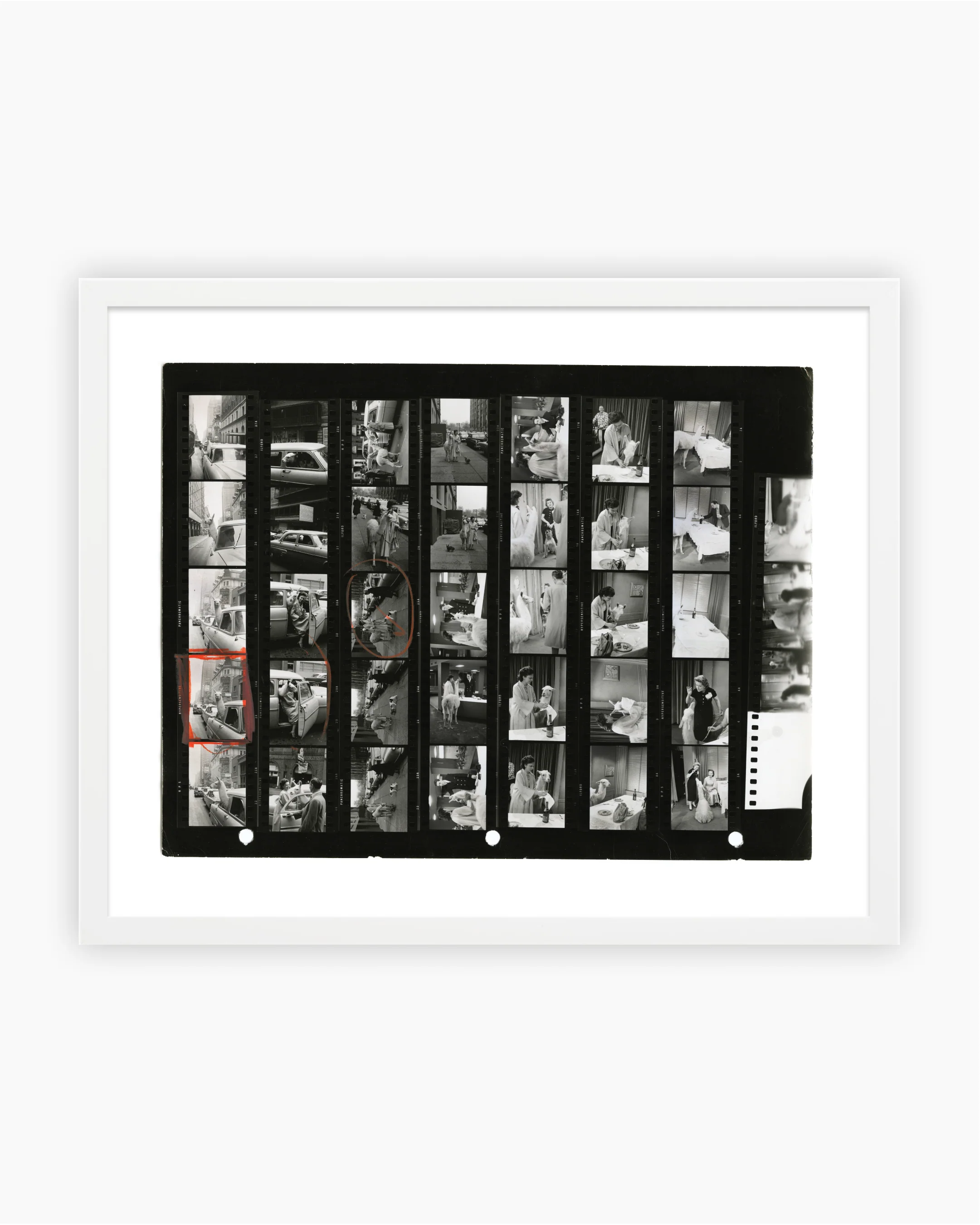 Contact Sheet Print: A Llama in Times Square, 1957 - Image 4