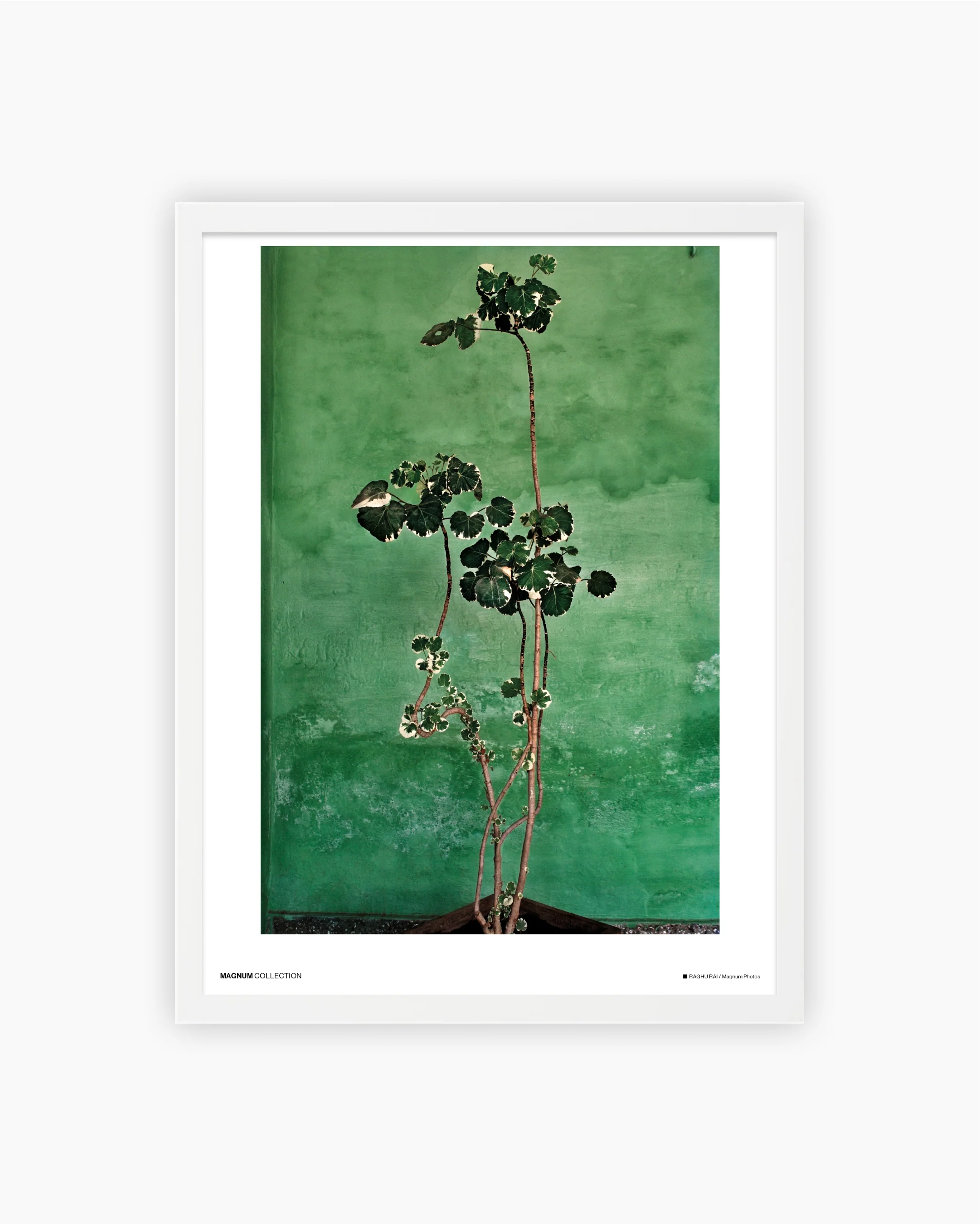 Magnum Poster: India, 2013 - Image 3