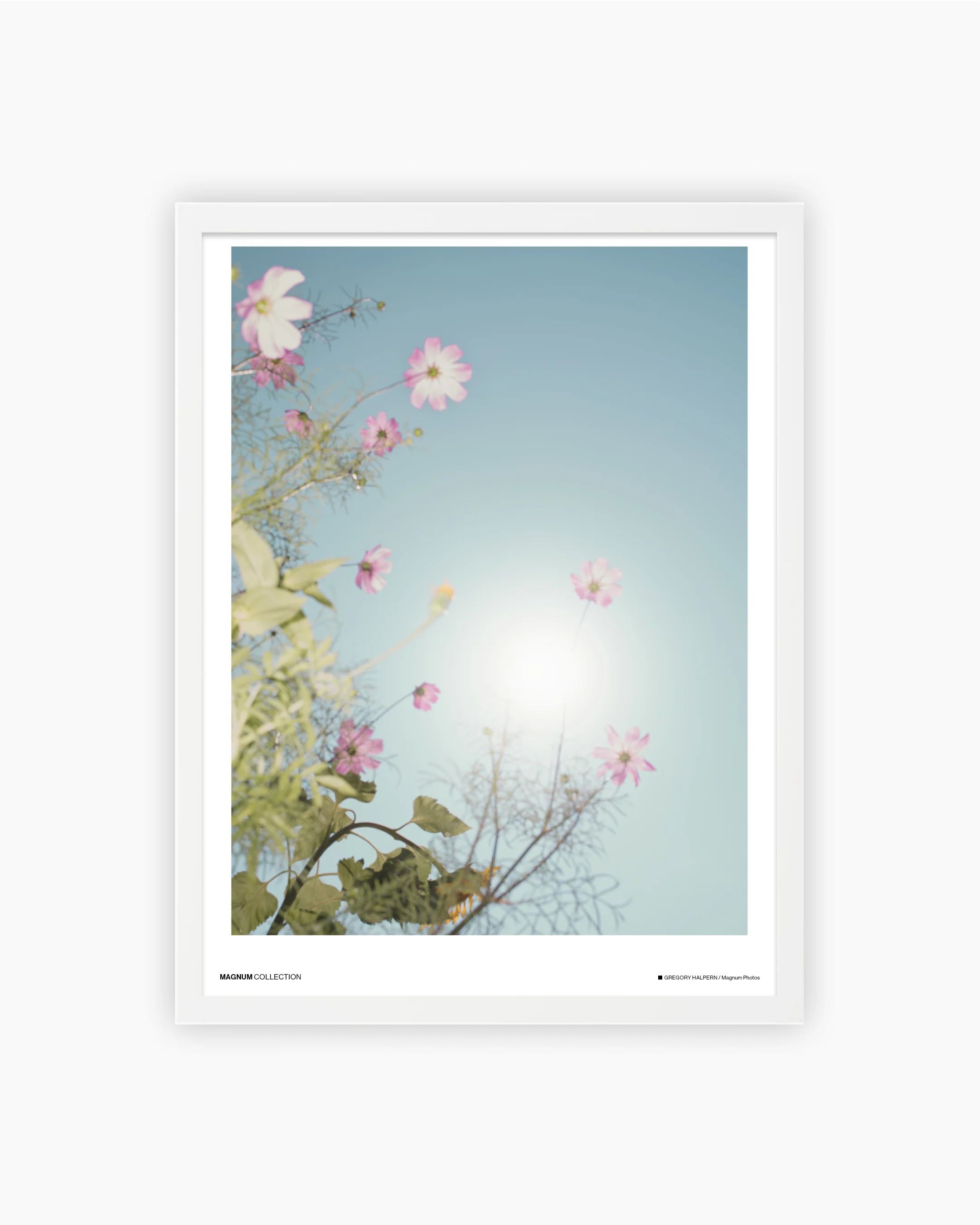 Magnum Poster: North and South Carolina, USA, 2017 - Image 3